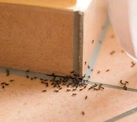 ants