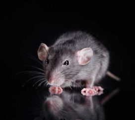 rodent