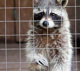 wildlife